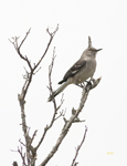 Northern Mockingbird 7338